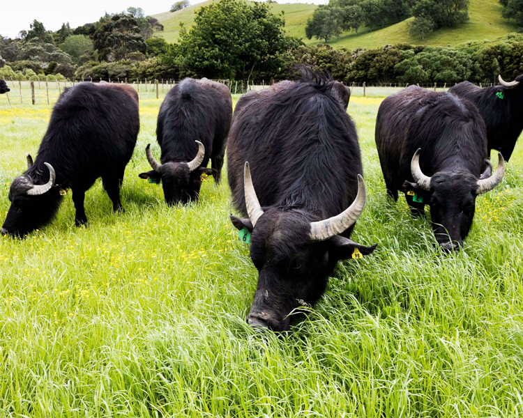 What's Hot - Buffalo Milk Cheese