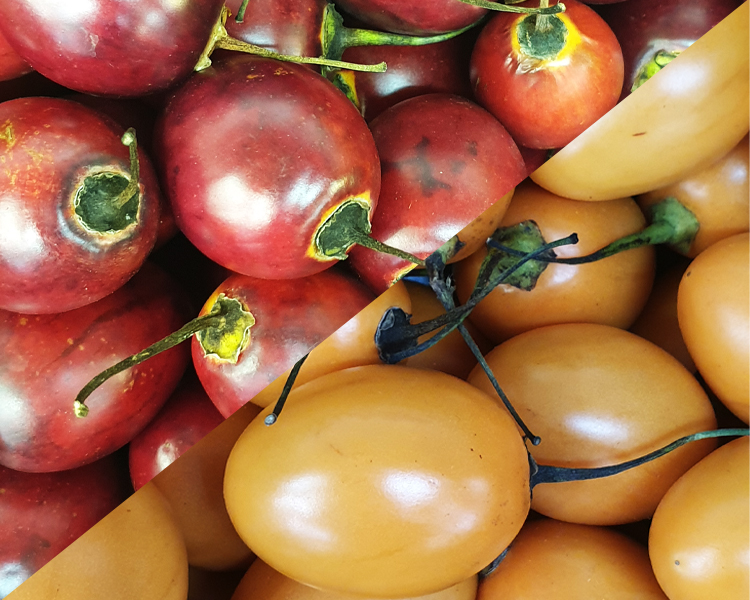 Market Report - Tamarillos